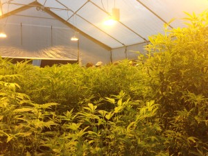 Hybrid Greenhouse structure alive with December trichome-harvest plants in Santa Rosa, California.